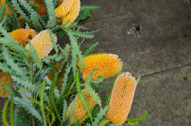 LosAngeles060112-1840.jpg - Flower Market