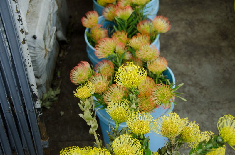 LosAngeles060112-1841.jpg - Flower Market