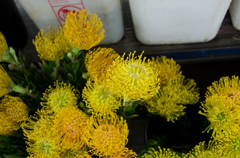 LosAngeles060112-1842.jpg - Flower Market