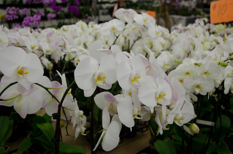 LosAngeles060112-1845.jpg - Flower Market