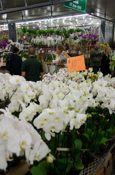 LosAngeles060112-1847.jpg - Flower Market