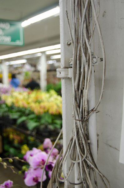 LosAngeles060112-1857.jpg - Flower Market