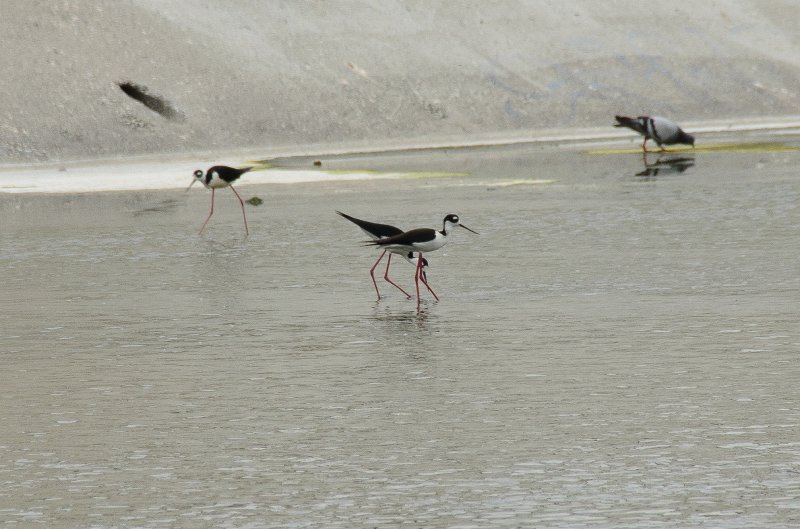 LosAngeles060112-2156.jpg - Los Angeles River Stilts, seen at 6th Street