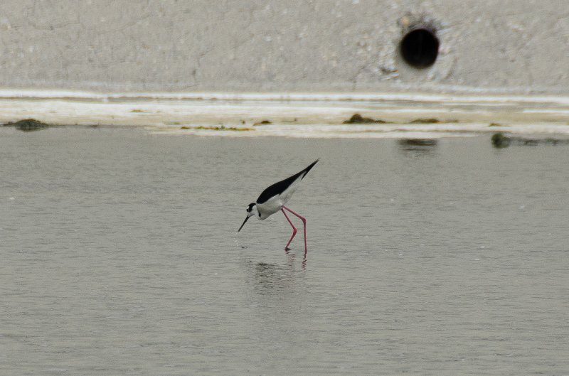 LosAngeles060112-2161.jpg - Los Angeles River Stilts, seen at 6th Street