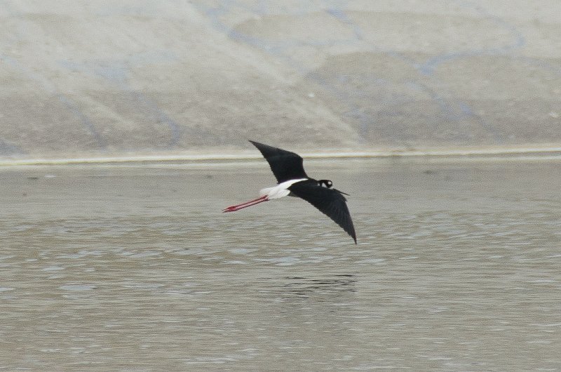 LosAngeles060112-2165.jpg - Los Angeles River Stilts, seen at 6th Street