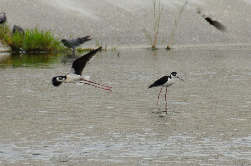 LosAngeles060112-2167.jpg - Los Angeles River Stilts, seen at 6th Street