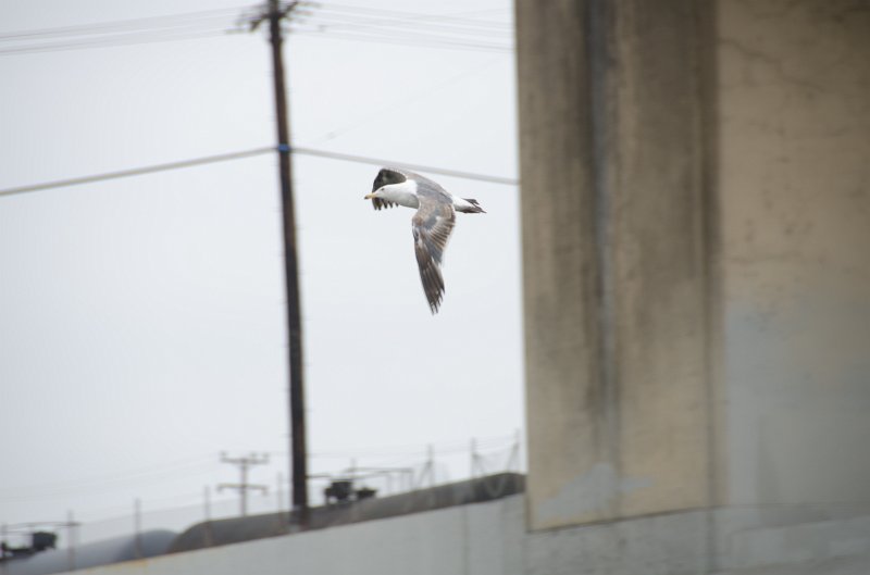 LosAngeles060112-2191.jpg - Seagull flying over the Los Angeles River, seen near 6th Street bridge