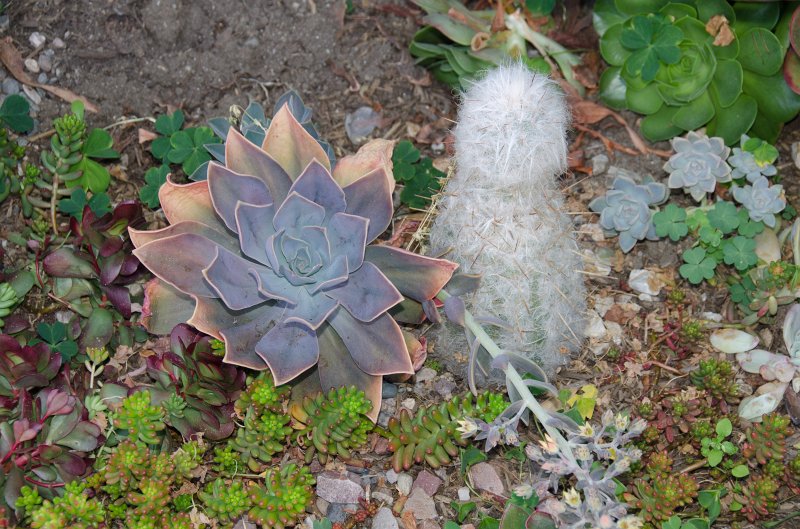 LosAngeles060112-1587.jpg - Garden in front of Orchid Fever on Culver Blvd