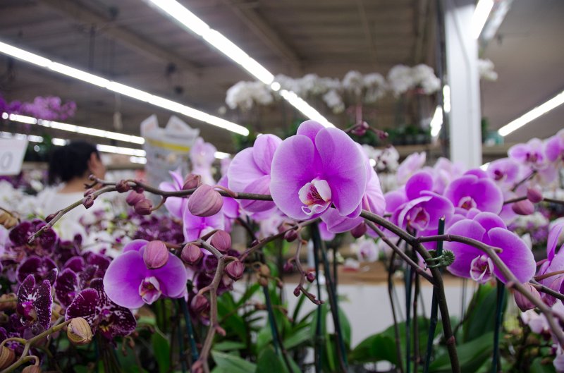 LosAngeles060112-1801.jpg - Los Angeles Flower Market