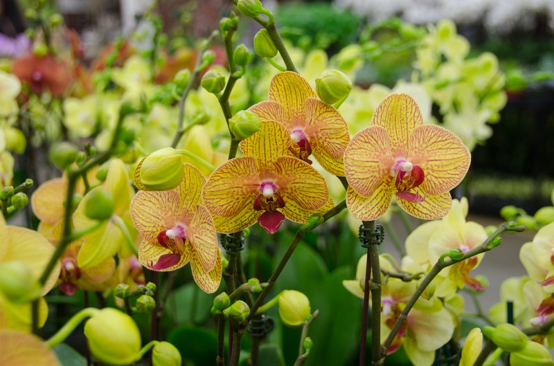 LosAngeles060112-1802.jpg - Los Angeles Flower Market