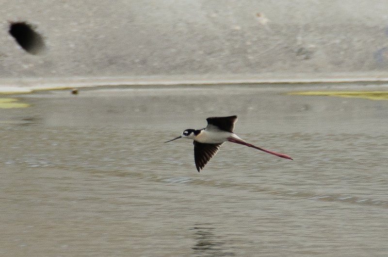 LosAngeles060112-2168.jpg - Los Angeles River Stilts, seen at 6th Street