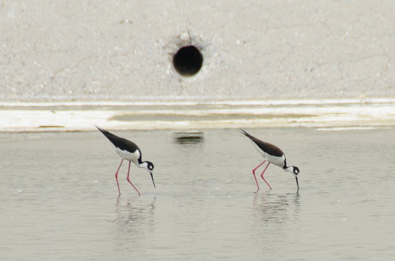LosAngeles060112-2198.jpg - Los Angeles River Stilts, seen at 6th Street
