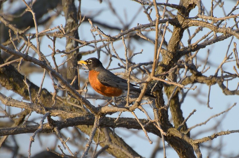 NelsonLake031612-9272.jpg - Robin looking West at Nelson Lake