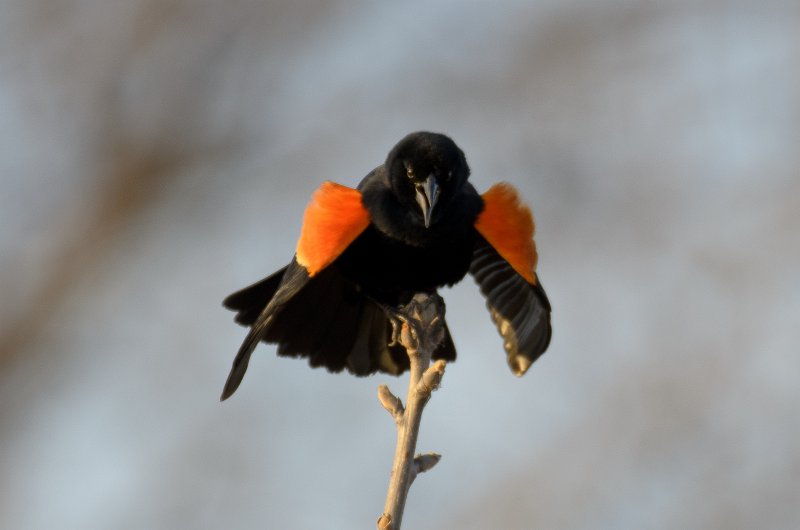 NelsonLake031612-9297.jpg - Red-winged Blackbird at Nelson Lake