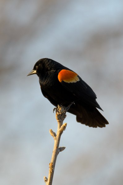 NelsonLake031612-9305.jpg - Red-winged Blackbird at Nelson Lake