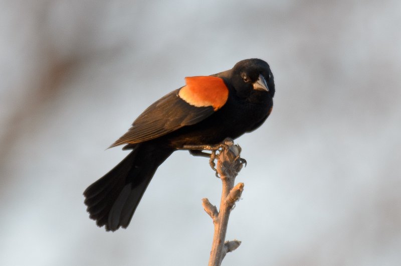 NelsonLake031612-9311.jpg - Red-winged Blackbird at Nelson Lake