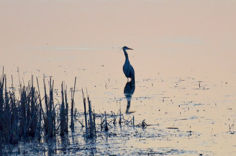 NelsonLake031612-9369.jpg - The shadow of a Great Blue Heron still visible after sunset on Nelson Lake