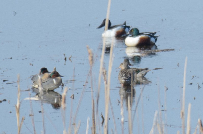 NelsonLake031812-9402.jpg - Ducks at Nelson Lake