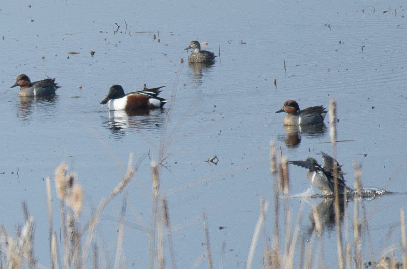 NelsonLake031812-9406.jpg - Ducks at Nelson Lake