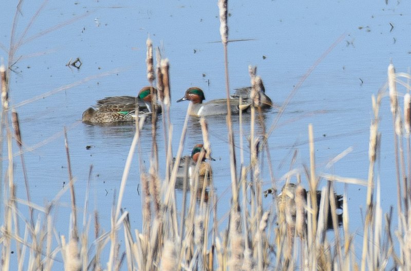 NelsonLake031812-9408.jpg - Ducks at Nelson Lake