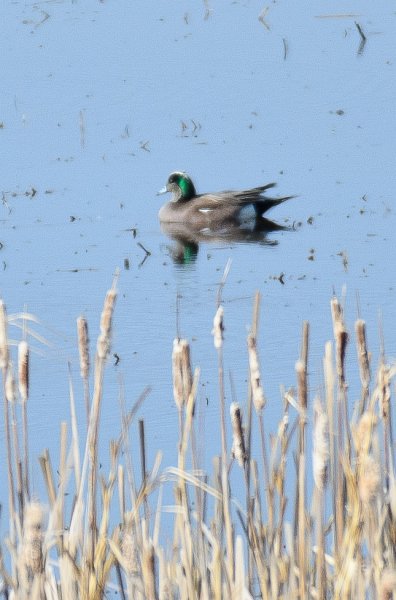 NelsonLake031812-9409.jpg - Ducks at Nelson Lake
