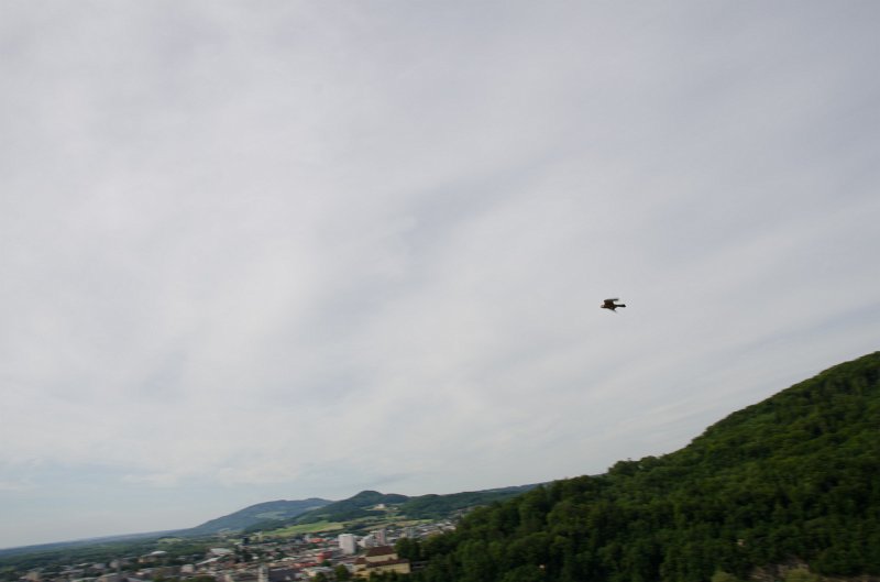 Salzburg051012-0512.jpg - Sparrow Hawk, Festung Hohensalzburg