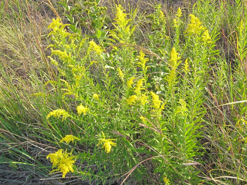 SpringbrookBike091512-4120.jpg - Biking Springbrook Forest Preserve