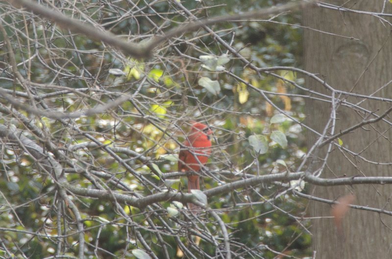 ThanksgivingNov2012-4175.jpg - Thanksgiving 2012