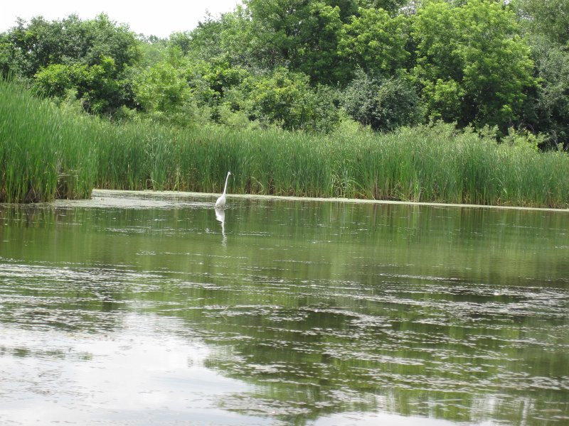 BusseKayak070413-5403.jpg - Great Egret