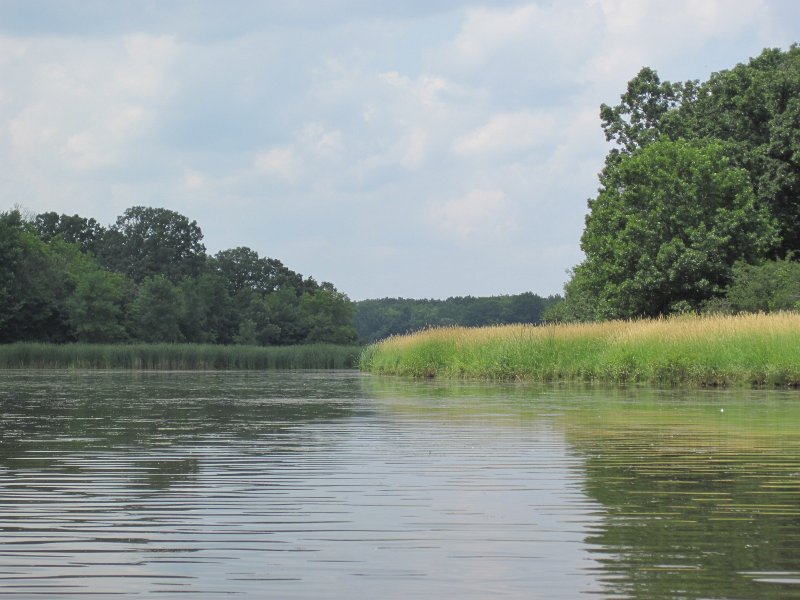 BusseKayak070413-5404.jpg - Marsh area North of Higgins Rd