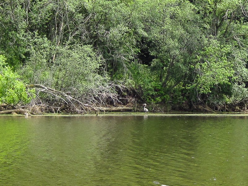 BusseKayak070413-5414.jpg - Great Blue Heron