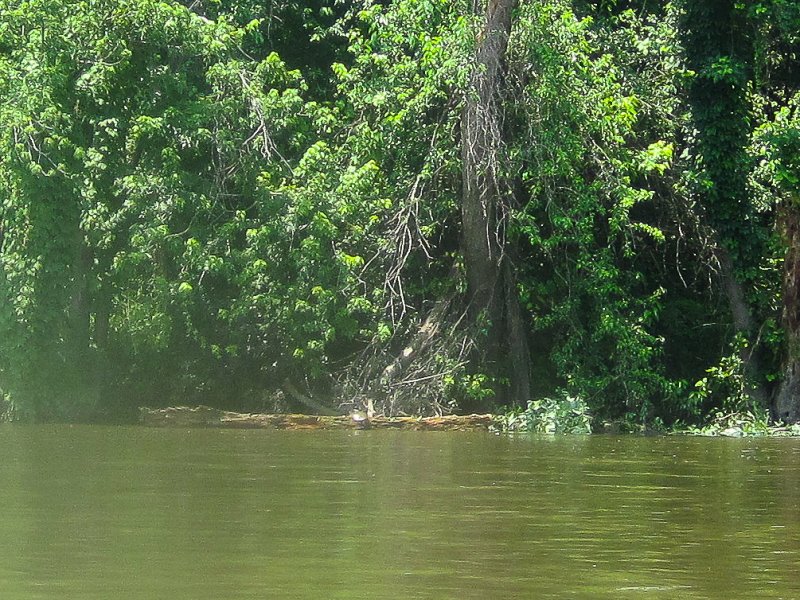 FoxRiverYorkvilleMillington070513-5443.jpg - Turtle