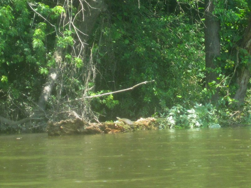 FoxRiverYorkvilleMillington070513-5444.jpg - Turtle