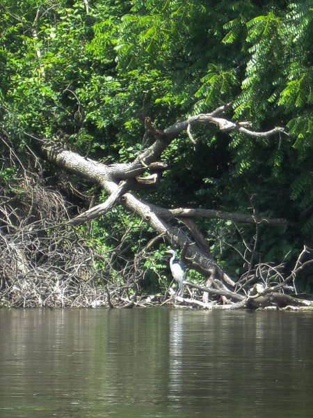 FoxRiverYorkvilleMillington070513-5426.jpg - Great Egret