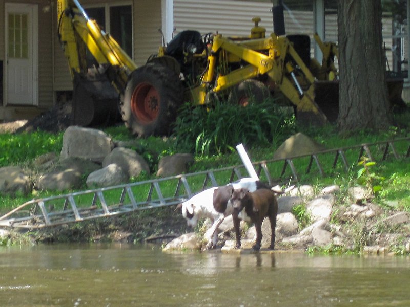 FoxRiverYorkvilleMillington070513-5429.jpg - Puppy dogs playing at the river bank