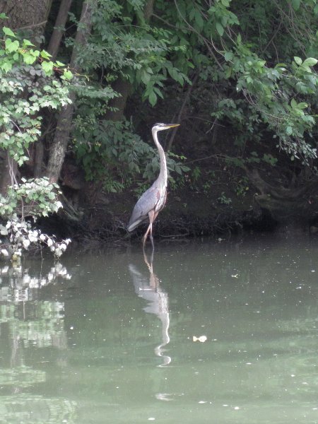 IMG_5460.jpg - Great Blue Heron