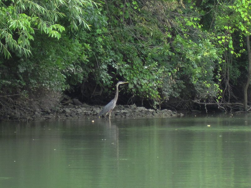 IMG_5463.jpg - Great Blue Heron