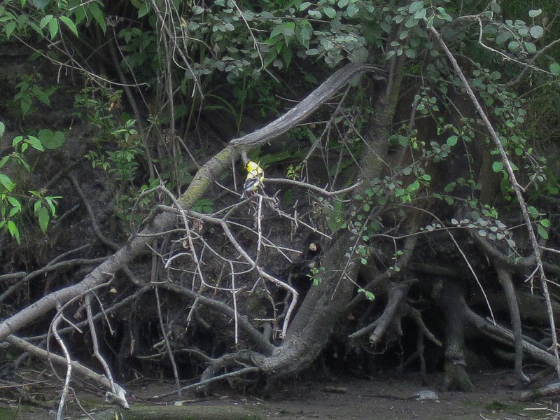 IMG_5476.jpg - Gold Finch