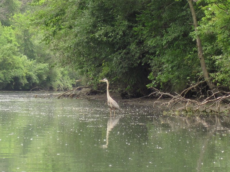IMG_5483.jpg - Great Blue Heron
