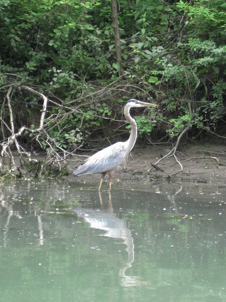 IMG_5485.jpg - Great Blue Heron