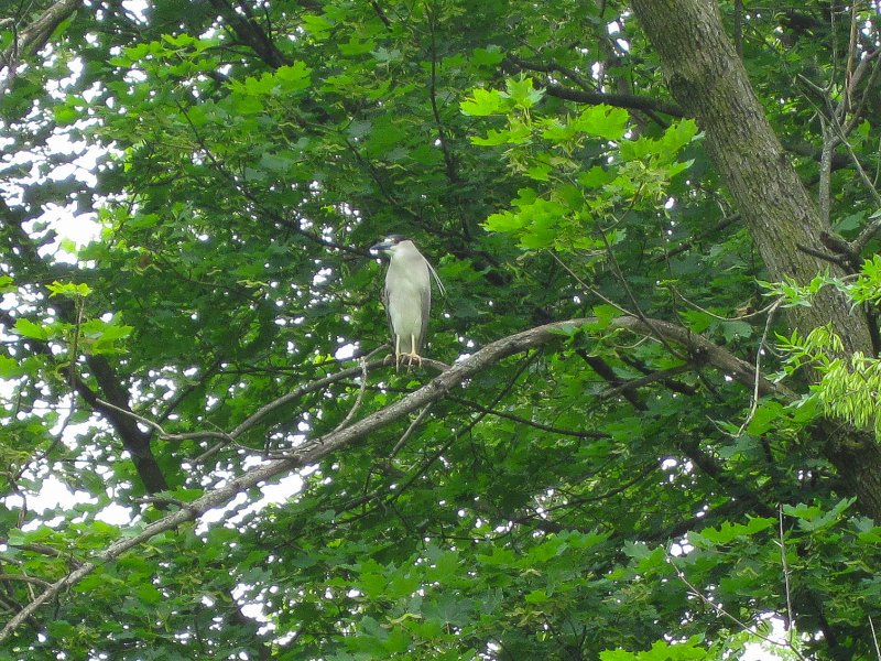 IMG_5495.jpg - Black-crowned Night Heron
