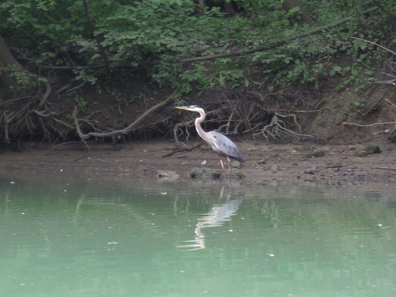 IMG_5497.jpg - Great Blue Heron