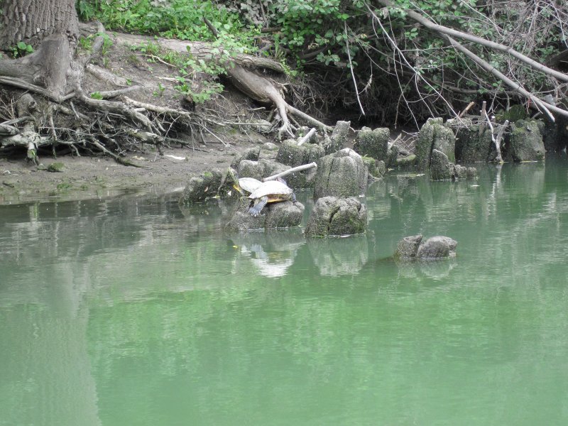 IMG_5500.jpg - Turtles
