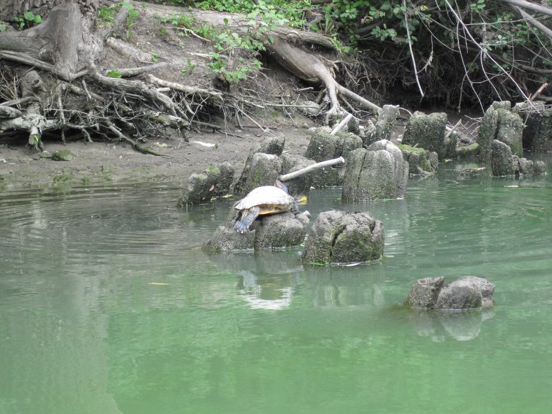 IMG_5501.jpg - Turtle