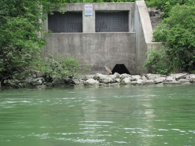 IMG_5507.jpg - Bittern