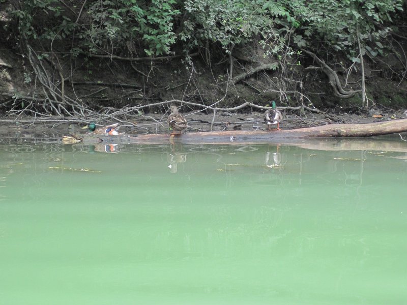 IMG_5512.jpg - Ducks