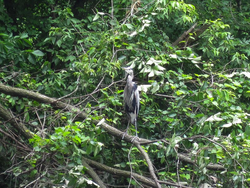 IMG_5514.jpg - Great Blue Heron