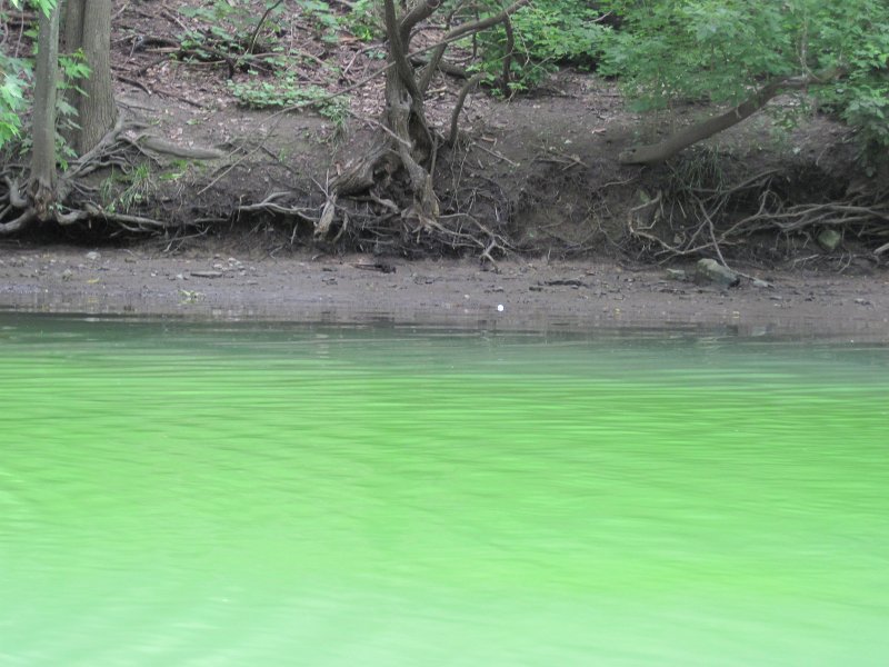 IMG_5536.jpg - One of many golf balls no doubt from the Evanston Wilmette Golf Course, nearby