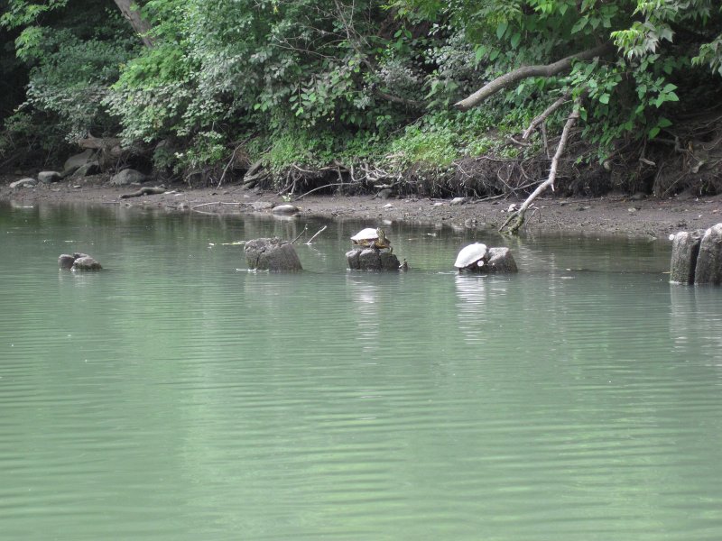 IMG_5546.jpg - Turtles