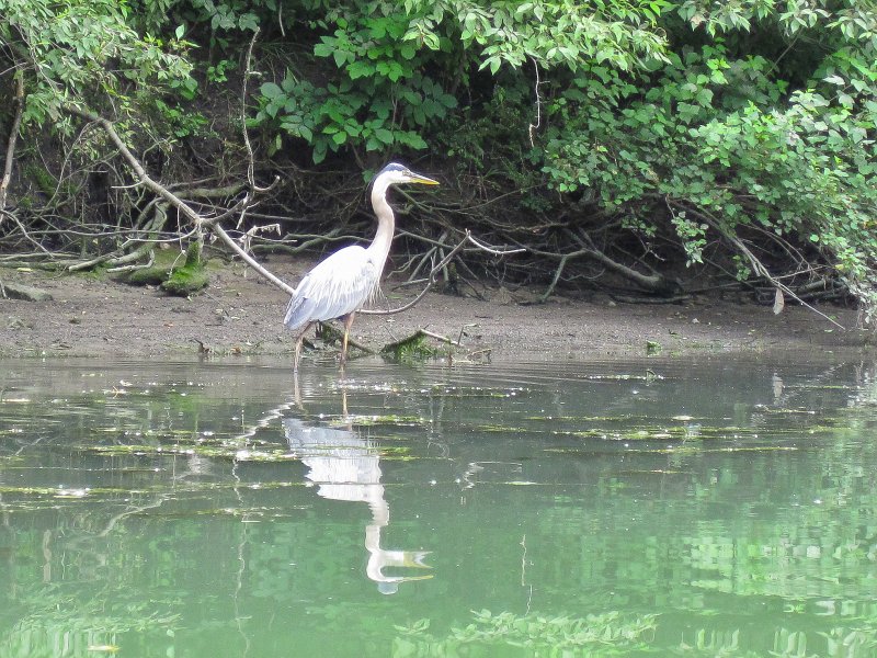 IMG_5551.jpg - Great Blue Heron